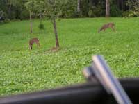 Deer herd to Cooper Seeds!